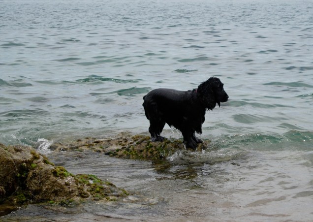 sea dog