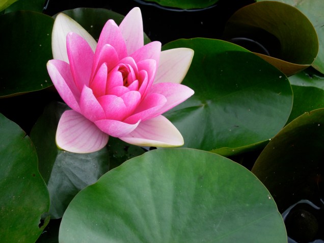 pink and green lotus
