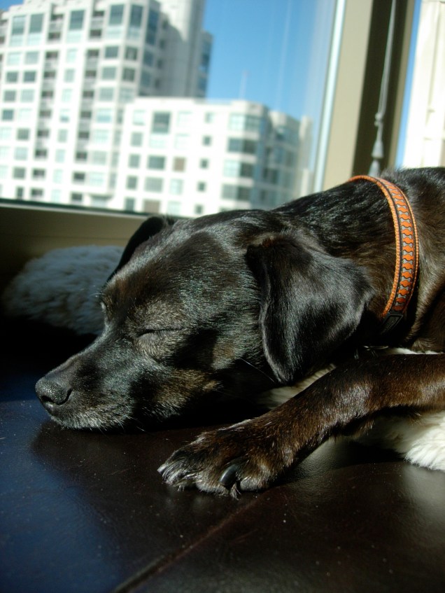 friend of the furry variety