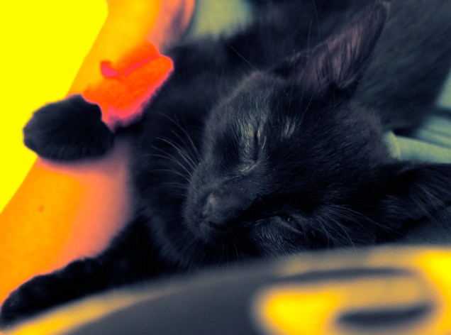  Day 1: napping on my lap, arm bandage from blood test